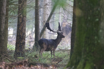 fallow deer in the rain in the wilderness, fallow deer among tall conifers in the forest during heavy rain, fallow deer in the forest, branches on the forest floor, large antlers, Dama dama