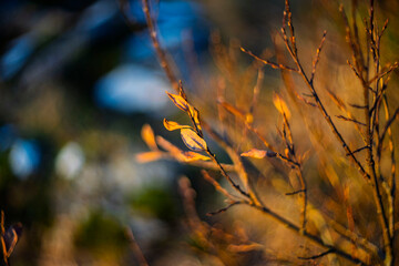 Dry autumn branches with golden leaves