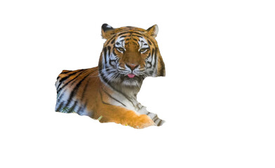 Amur Tiger (Panthera tigris altaica) Isolated on a White Background with Copy Text Space. Majestic Big Cat Element for Wildlife Posters, Educational Illustrations, and Nature-Themed Designs. PNG File