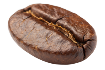 Macro close-up of a single dark roasted coffee bean, highlighting its rich brown color and intricate surface texture. Ideal for aromatic beverage and quality ingredient concepts