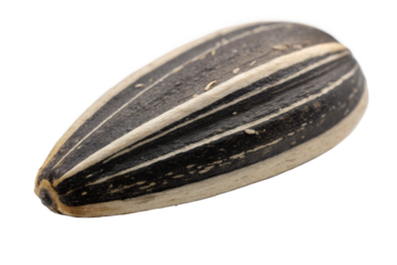 Detailed macro shot of a single whole sunflower seed in its natural striped shell, a nutritious snack and food ingredient isolated on a clean white background