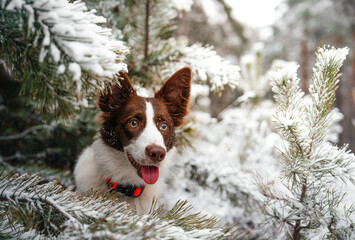 Brown and White Border Collie Puppy in Snowy Winter Forest. 