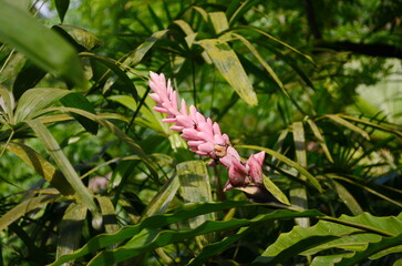 Red Ginger, also called Ostrich Plume and Pink Cone Ginger Alpinia purpurata