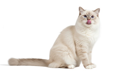 Birman Cat with Blue Eyes Licking Nose Isolated on Transparent Background