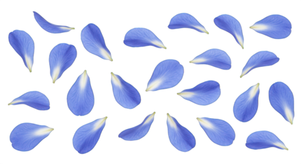 Delicate Blue Flower Petals Scattered and Isolated on a Transparent Background