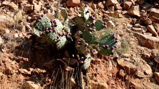Native cacti and grasses intermingle on a rocky hillside in summer at Villanueva State Park in New Mexico, USA