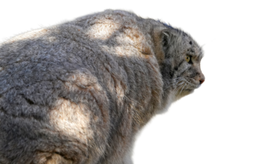 Pallas’s Cat (Otocolobus manul) Isolated on a White Background with Copy Text Space. Wild Feline Element for Wildlife Posters, Educational Illustrations, and Nature-Themed Designs. PNG File