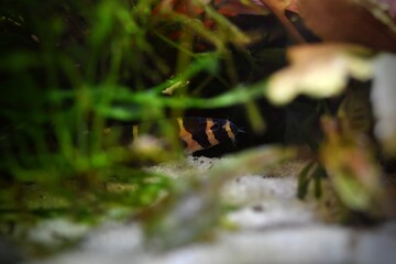 Węgorzyk Cierniooczek kuhla lub piskorek kuhli (Pangio kuhlii) na piasku pośród roślinności
