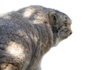 Pallas’s Cat (Otocolobus manul) Isolated on a White Background with Copy Text Space. Wild Feline Element for Wildlife Posters, Educational Illustrations, and Nature-Themed Designs. PNG File