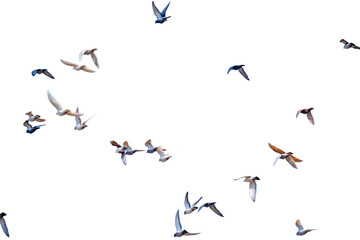 Racing Pigeon Flock Isolated on a White Background with Copy Text Space. Competitive Bird Element for Sports Posters, Avian Illustrations, and Racing-Themed Designs. PNG File