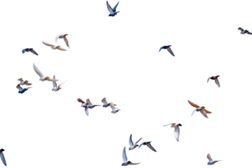 Racing Pigeon Flock Isolated on a White Background with Copy Text Space. Competitive Bird Element for Sports Posters, Avian Illustrations, and Racing-Themed Designs. PNG File