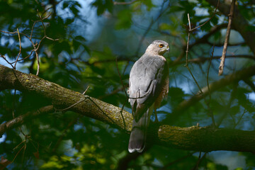 Fototapeta premium Perching Cooper's Hawk