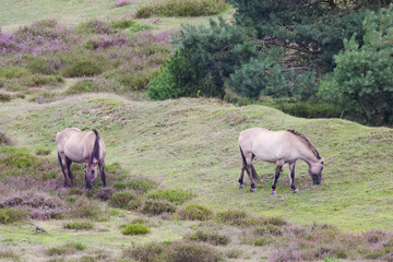 Fototapeta premium Two Konik horses on a flowering heath, one looking left and the other right, hilly heath and free-roaming horses, wild Konik horses surrounded by purple flowers, grazing horses, Equus ferus caballus