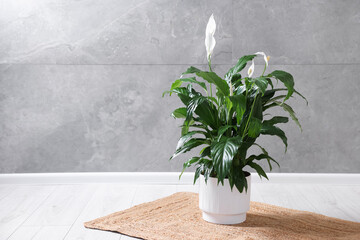 Naklejka premium Beautiful spathiphyllum (peace lily) houseplant with flowers on floor indoors. Space for text
