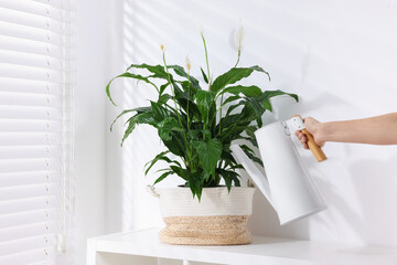 Woman watering beautiful potted spathiphyllum indoors, closeup