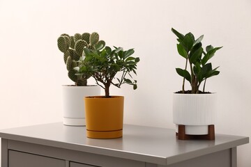 Different green houseplants on grey dresser near white wall indoors