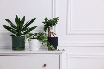Beautiful potted houseplants on chest of drawers near white wall. Space for text