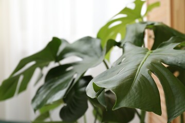 Beautiful monstera houseplant with green leaves indoors, closeup