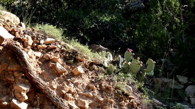 Native cacti and grasses intermingle on a rocky hillside in summer at Villanueva State Park in New Mexico, USA