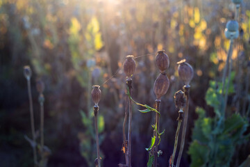 Papaver somniferum - four ripe poppies connected by a spider web in a poppy field in the beautiful backlight of the last rays of the sun