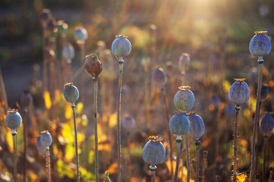 Papaver somniferum - poppy field in the beautiful backlight of the last rays of the sun