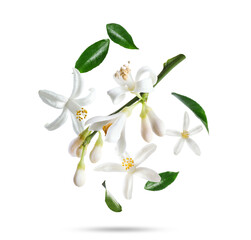 Naklejka premium Citrus plant flowers and green leaves falling on white background