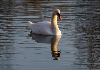 Ein Schwan spiegelt sich auf der Wasseroberfläche