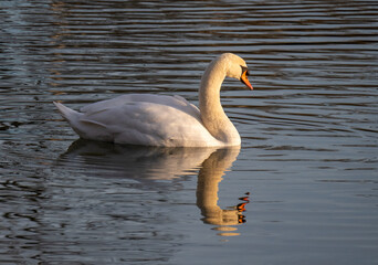 Ein Schwan spiegelt sich auf der Wasseroberfläche