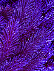 Purple Glitter Christmas Tree Branches Festive Holiday Background with Sparkling Texture and Shimmer Effect. New Year Backgrounds