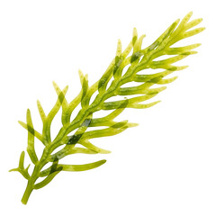 Fern frond isolated on transparent background
