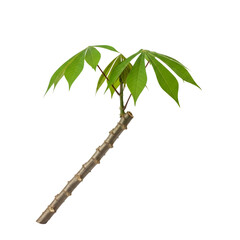 Cassava plant isolated on transparent background