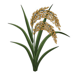 Rice plant isolated on transparent background