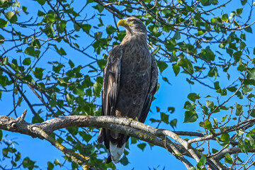 Pigargo europeo en el delta del Danubio