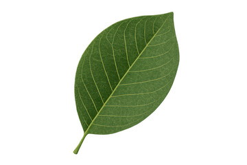 Green leaf showing fresh organic nature and botany concept, vibrant foliage on transparent background
