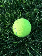 A lime-colored tennis ball laying in the tall green grass in the sunlight; a vertical macro high-angle photo for sports, fitness, physical activity, game, play, events, growth, development designs.