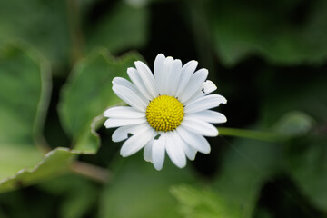 Fototapeta premium vista macro di un esemplare selvatico di margherita comune (bellis perennis), con petali bianchi, in un ambiente naturale