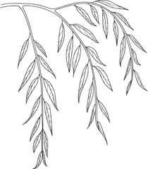 Black and white line drawing of willow branches with leaves © Mehedy