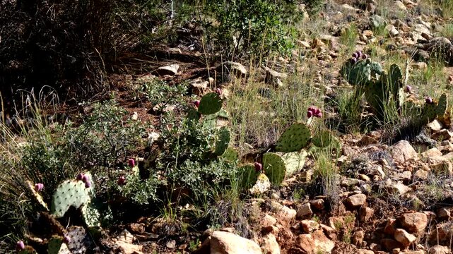 Native cacti and grasses intermingle on a rocky hillside in summer at Villanueva State Park in New Mexico, USA