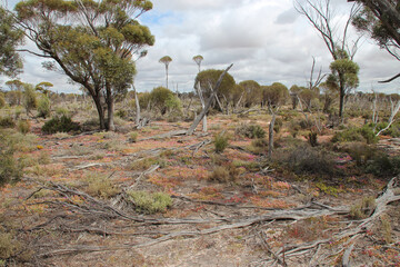 lake magic loop walk - hyden - australia