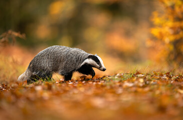 Badger close up ( Meles meles ) © Piotr Krzeslak