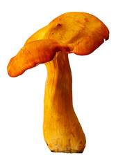 Jack o'Lantern Mushroom on White Background