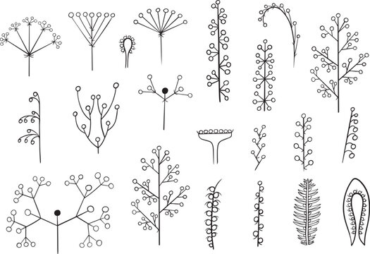 Vector isolated illustration of botanical set of inflorescences. Types of inflorescences for learning botany.