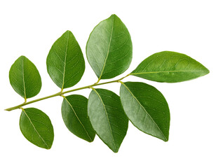 Fototapeta premium Curry leaf branch, PNG.