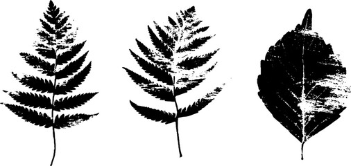 Monochrome botanical stencil art with delicate frost patterns for nature-inspired designs