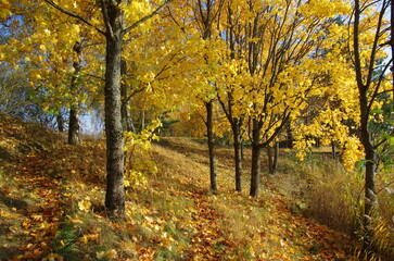 Autumn trees with yellow leaves