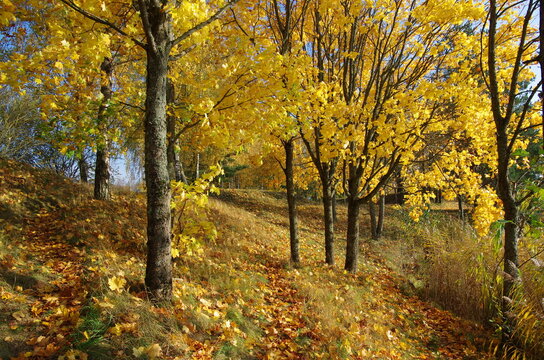Autumn trees with yellow leaves