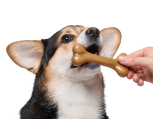 Hand holding dog treat bone, PNG