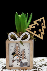 un e jacinthe &agrave; offrir dans sa belle bo&icirc;te de no&euml;l