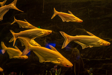 The giant pangasius of Pangasiidae shark catfish family is also known as paroon shark, pangasid-catfish, or Chao Phraya giant catfish is one of the largest freshwater fish species in the world.