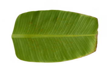 Lush green banana leaf with visible texture and veins, natural tropical plant element on transparent background